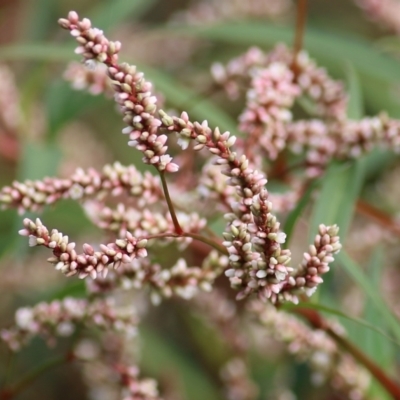 Persicaria lapathifolia (Pale Knotweed) at Wodonga, VIC - 25 Apr 2022 by KylieWaldon