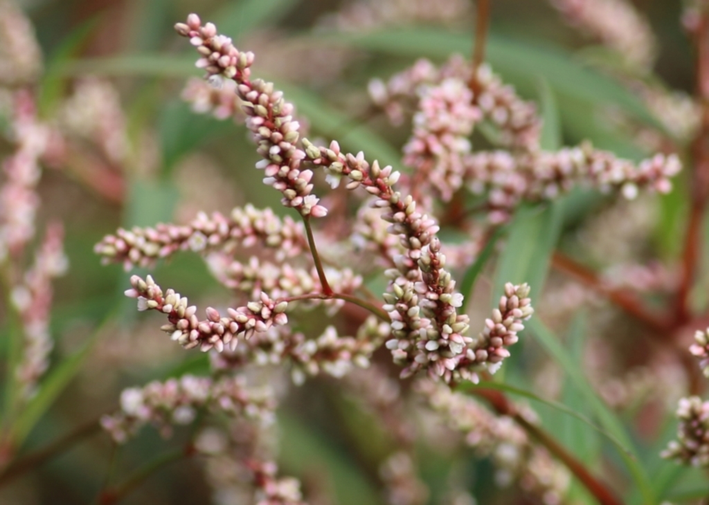 Persicaria lapathifolia at Wodonga, VIC - 25 Apr 2022