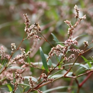 Persicaria lapathifolia at Wodonga, VIC - 25 Apr 2022