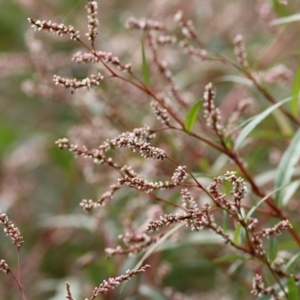 Persicaria lapathifolia at Wodonga, VIC - 25 Apr 2022