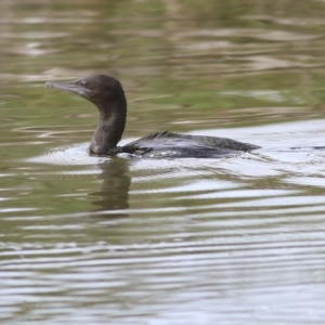 Phalacrocorax sulcirostris at Wodonga, VIC - 25 Apr 2022 10:58 AM