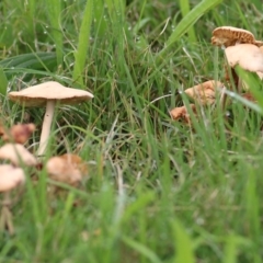 Unidentified Cap on a stem; gills below cap [mushrooms or mushroom-like] at Belvoir Park - 25 Apr 2022 by KylieWaldon