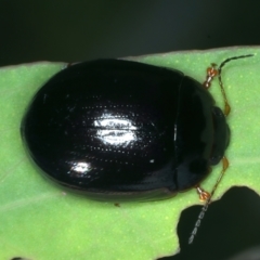 Paropsisterna rufipes (Eucalyptus leaf beetle, Red-footed leaf beatle) at Tennent, ACT - 29 Dec 2021 by jb2602