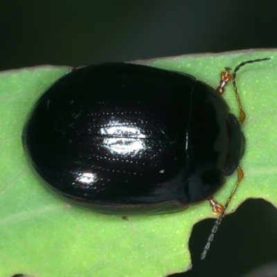 Paropsisterna rufipes (Eucalyptus leaf beetle, Red-footed leaf beatle) at Namadgi National Park - 29 Dec 2021 by jb2602