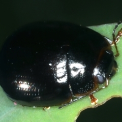 Paropsisterna rufipes at Tennent, ACT - 29 Dec 2021 12:44 PM