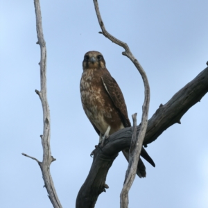 Falco berigora at Coree, ACT - 25 Apr 2022 04:08 PM