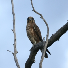 Falco berigora (Brown Falcon) at Coree, ACT - 25 Apr 2022 by jb2602