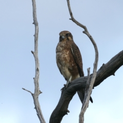 Falco berigora at Coree, ACT - 25 Apr 2022 04:08 PM