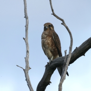 Falco berigora at Coree, ACT - 25 Apr 2022 04:08 PM