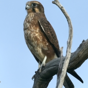 Falco berigora at Coree, ACT - 25 Apr 2022 04:08 PM