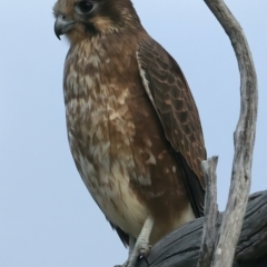 Falco berigora at Coree, ACT - 25 Apr 2022 04:08 PM