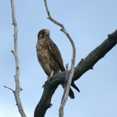 Falco berigora at Coree, ACT - 25 Apr 2022 04:08 PM