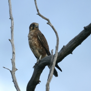 Falco berigora at Coree, ACT - 25 Apr 2022 04:08 PM