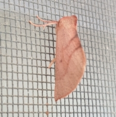 Fisera perplexata (Light-tan Crest-moth) at Sullivans Creek, Turner - 25 Apr 2022 by LD12