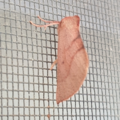 Fisera perplexata (Light-tan Crest-moth) at Sullivans Creek, Turner - 25 Apr 2022 by LD12