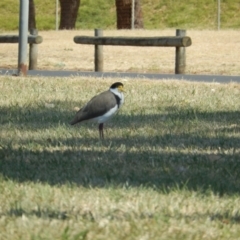 Vanellus miles (Masked Lapwing) at Devonport, TAS - 10 Dec 2019 by Birdy