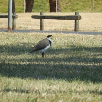 Vanellus miles (Masked Lapwing) at Devonport, TAS - 10 Dec 2019 by Amata