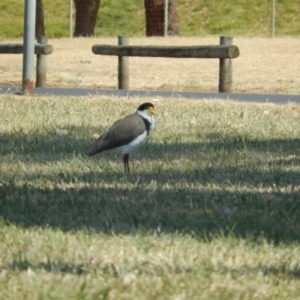 Vanellus miles (Masked Lapwing) at Devonport, TAS by Birdy