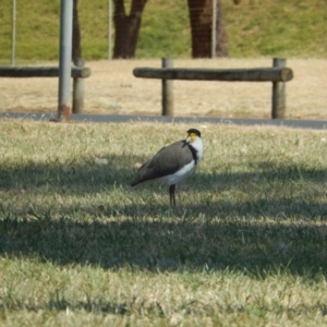 Vanellus miles at Devonport, TAS - 10 Dec 2019