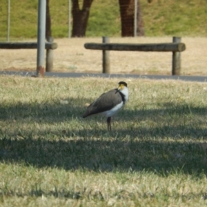 Vanellus miles at Devonport, TAS - 10 Dec 2019 02:47 PM