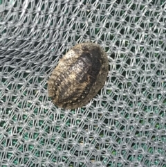 Laxta granicollis at Ben Boyd National Park - 22 Apr 2022