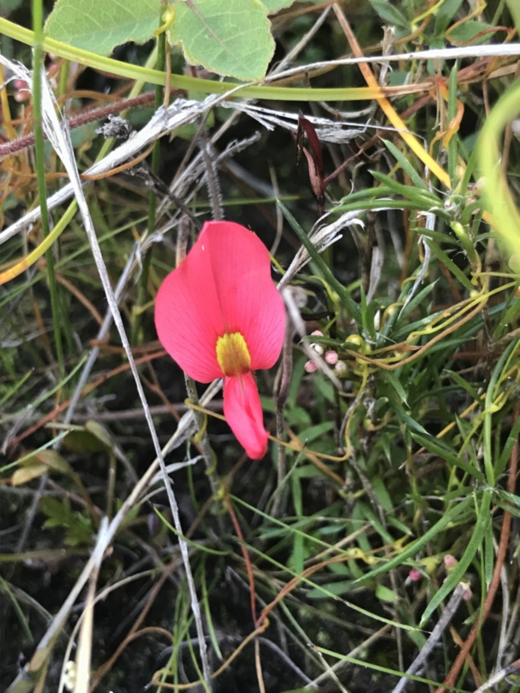 Kennedia prostrata at Green Cape, NSW - 22 Apr 2022