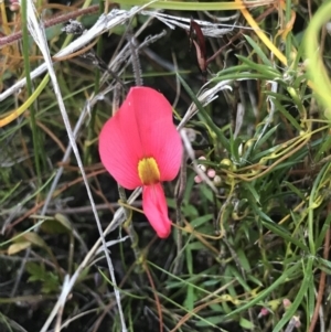 Kennedia prostrata at Green Cape, NSW - 22 Apr 2022