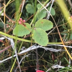 Kennedia prostrata at Green Cape, NSW - 22 Apr 2022