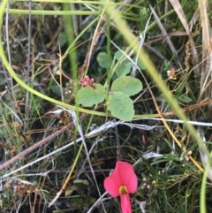 Kennedia prostrata at Green Cape, NSW - 22 Apr 2022 03:17 PM