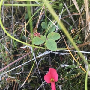 Kennedia prostrata at Green Cape, NSW - 22 Apr 2022