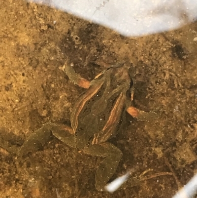 Crinia sp. (genus) (A froglet) at Ben Boyd National Park - 22 Apr 2022 by MattFox