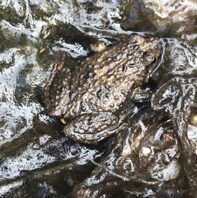 Unidentified Frog at Green Cape, NSW - 22 Apr 2022 by MattFox