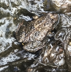 Unidentified Frog at Ben Boyd National Park - 22 Apr 2022 by MattFox