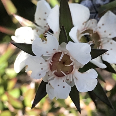 Leptospermum continentale (Prickly Teatree) at Ben Boyd National Park - 22 Apr 2022 by MattFox