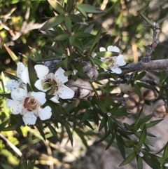 Leptospermum continentale at Green Cape, NSW - 22 Apr 2022