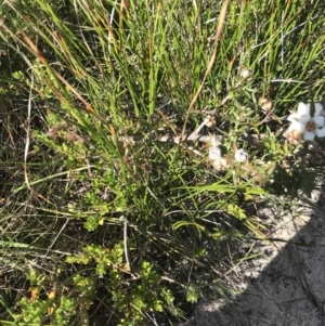 Leptospermum continentale at Green Cape, NSW - 22 Apr 2022