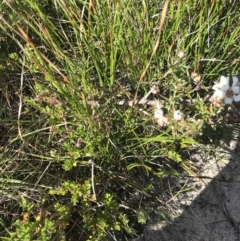 Leptospermum continentale at Green Cape, NSW - 22 Apr 2022