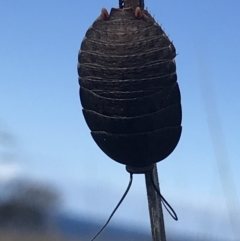 Unidentified Cockroach (Blattodea, several families) (TBC) at Green Cape, NSW - 22 Apr 2022 by MattFox