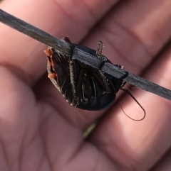 Polyzosteria aenea at Green Cape, NSW - 22 Apr 2022 12:08 PM