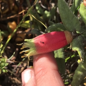 Correa reflexa at Green Cape, NSW - 22 Apr 2022 11:52 AM