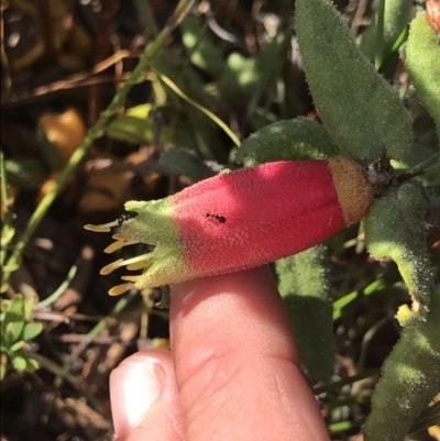 Correa reflexa (Common Correa, Native Fuchsia) at Green Cape, NSW - 22 Apr 2022 by MattFox