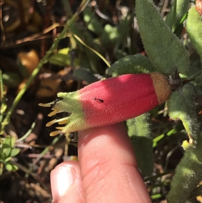 Correa reflexa (Common Correa, Native Fuchsia) at Green Cape, NSW - 22 Apr 2022 by MattFox