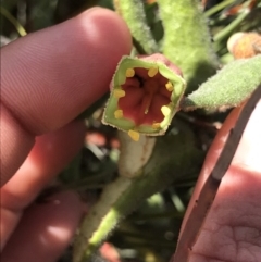 Correa reflexa at Green Cape, NSW - 22 Apr 2022 11:52 AM
