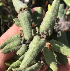 Correa reflexa at Green Cape, NSW - 22 Apr 2022 11:52 AM