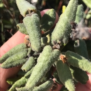 Correa reflexa at Green Cape, NSW - 22 Apr 2022 11:52 AM