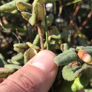 Correa reflexa at Green Cape, NSW - 22 Apr 2022 11:52 AM