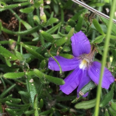 Scaevola ramosissima (Hairy Fan-flower) at Ben Boyd National Park - 22 Apr 2022 by MattFox