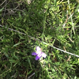 Scaevola ramosissima at Green Cape, NSW - 22 Apr 2022 11:37 AM