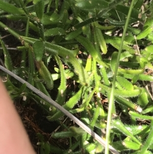 Scaevola ramosissima at Green Cape, NSW - 22 Apr 2022