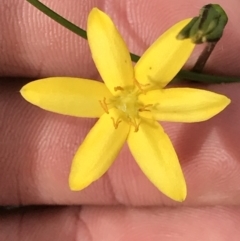 Hypoxis hygrometrica var. hygrometrica (Golden Weather-grass) at Ben Boyd National Park - 22 Apr 2022 by MattFox